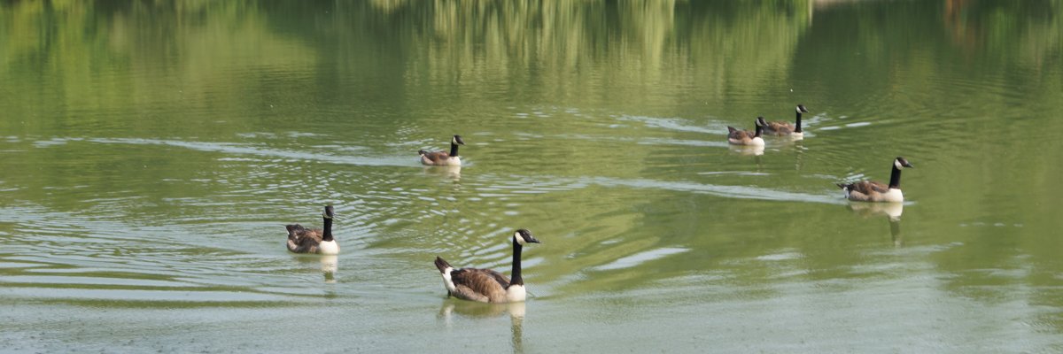 Ducks in Lake Phoenix