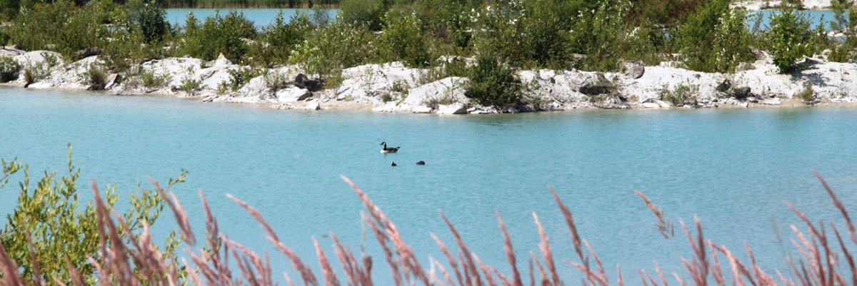 Ducks in the lake