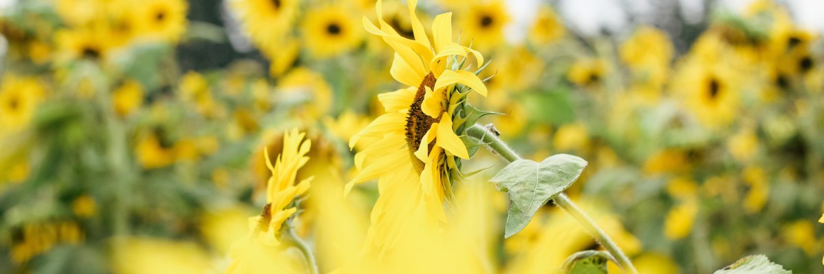 Sunflower Festival Neubeckum