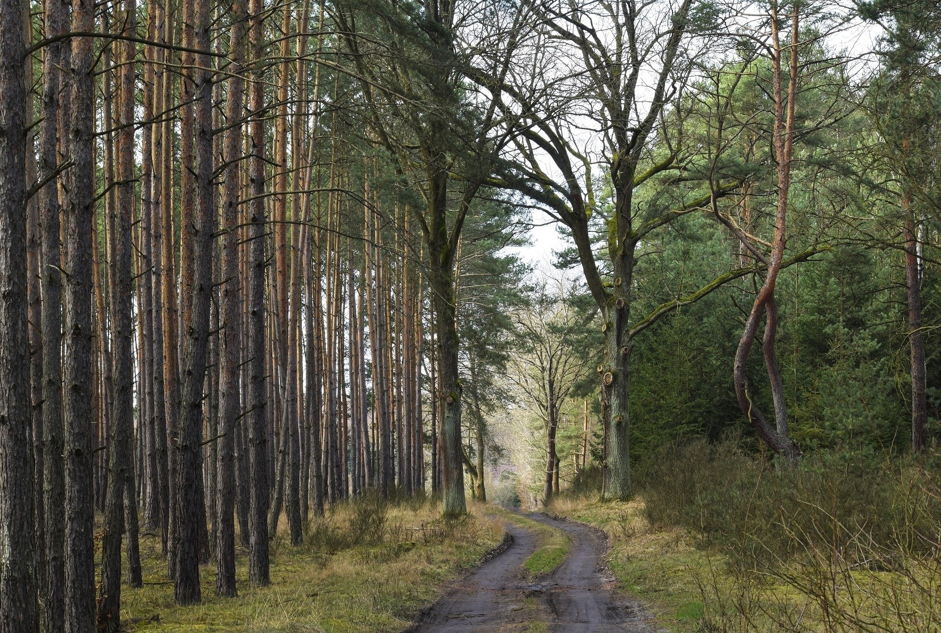 Path in the forest