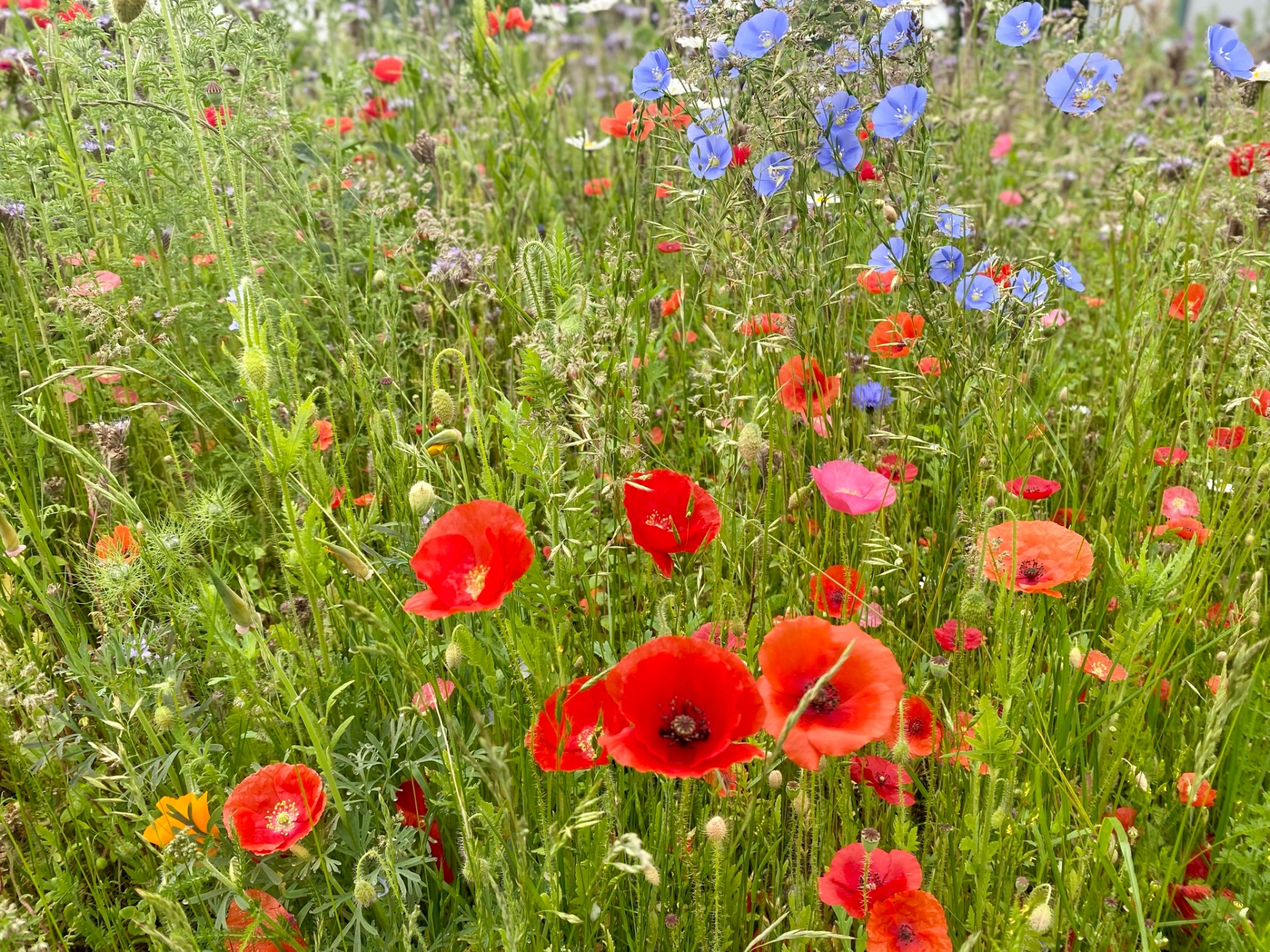 Flowering meadow