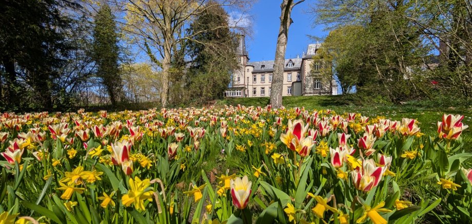 Blühfeld hinter dem Ständehaus