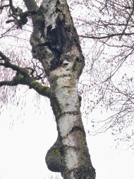 Birke mit Stammwunde