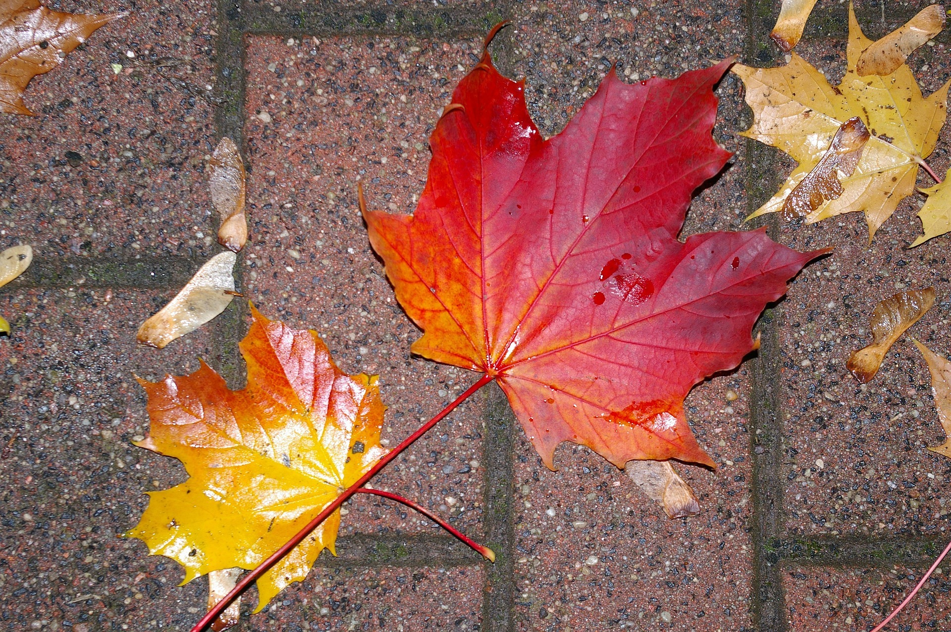 Leaves on plaster
