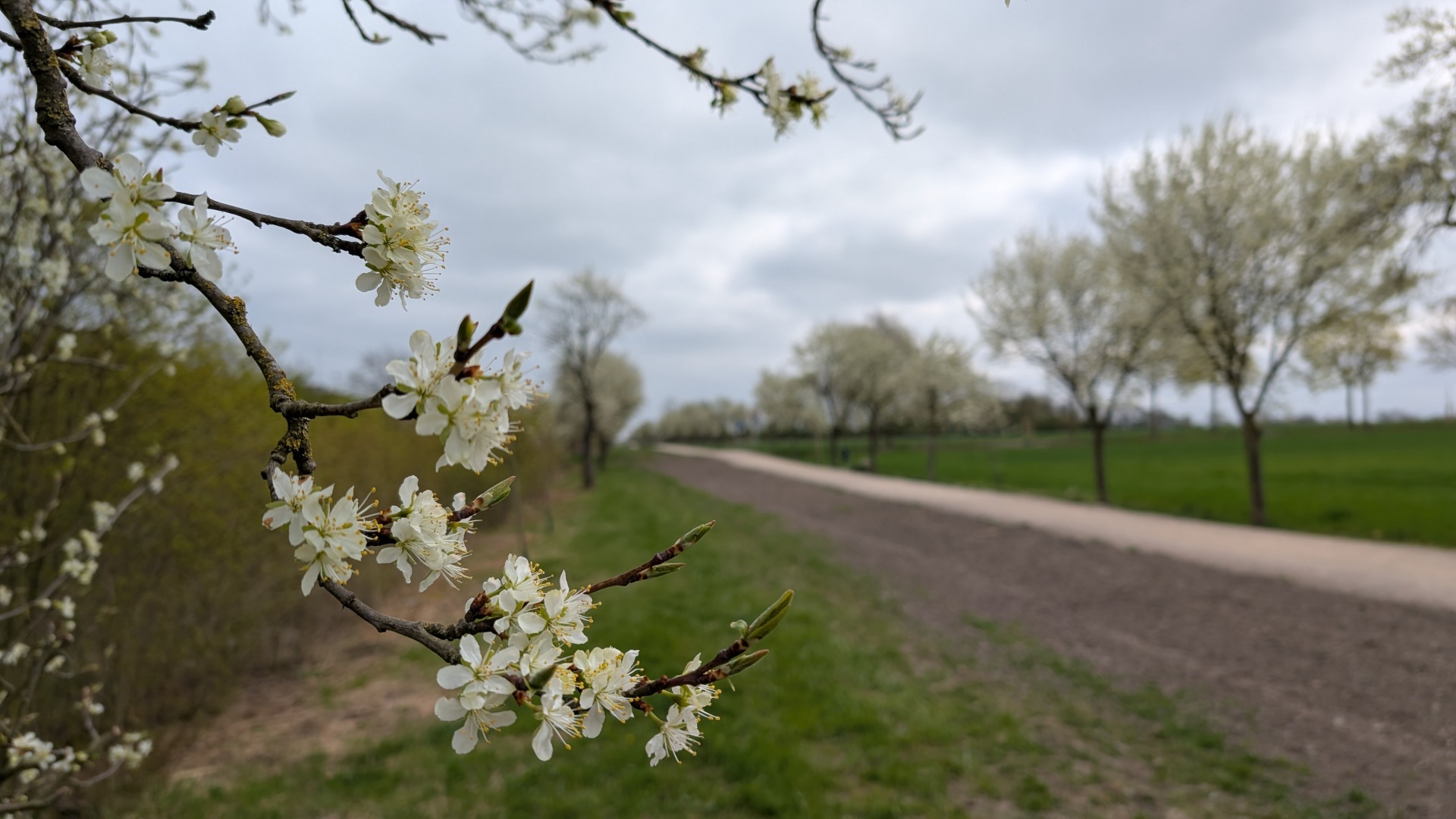 Plum avenue in spring