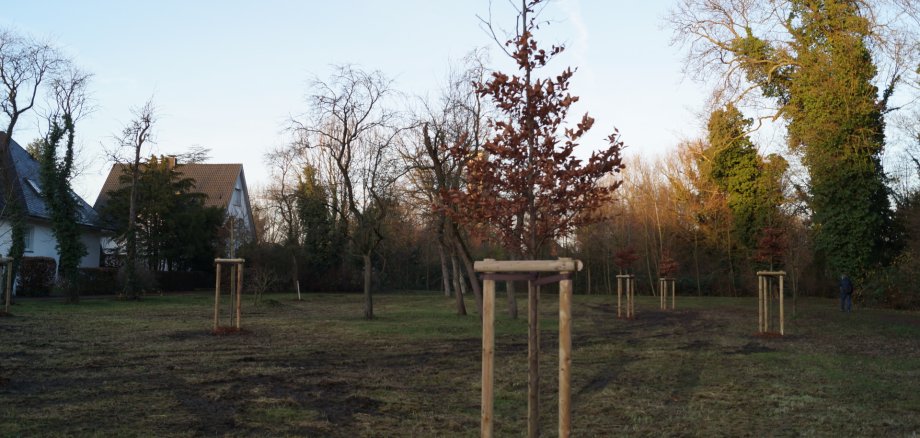 Archivbild Baumpflanzung