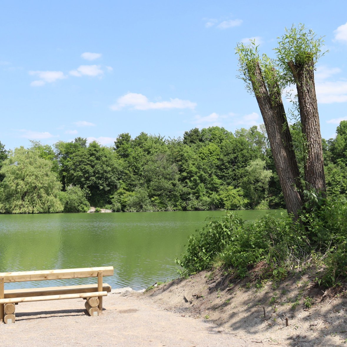 Bank of the Phoenixsee with bench