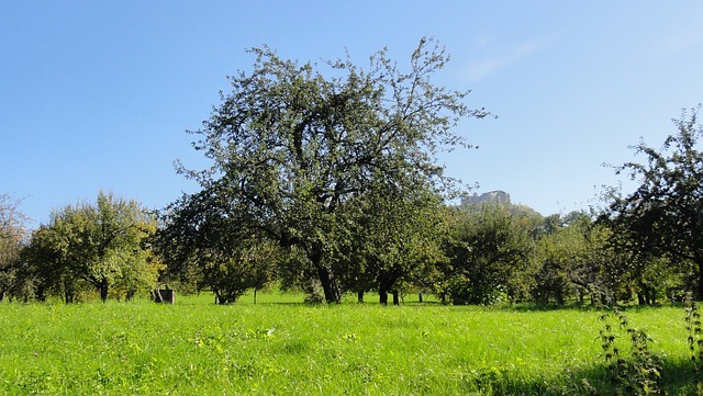 Orchard