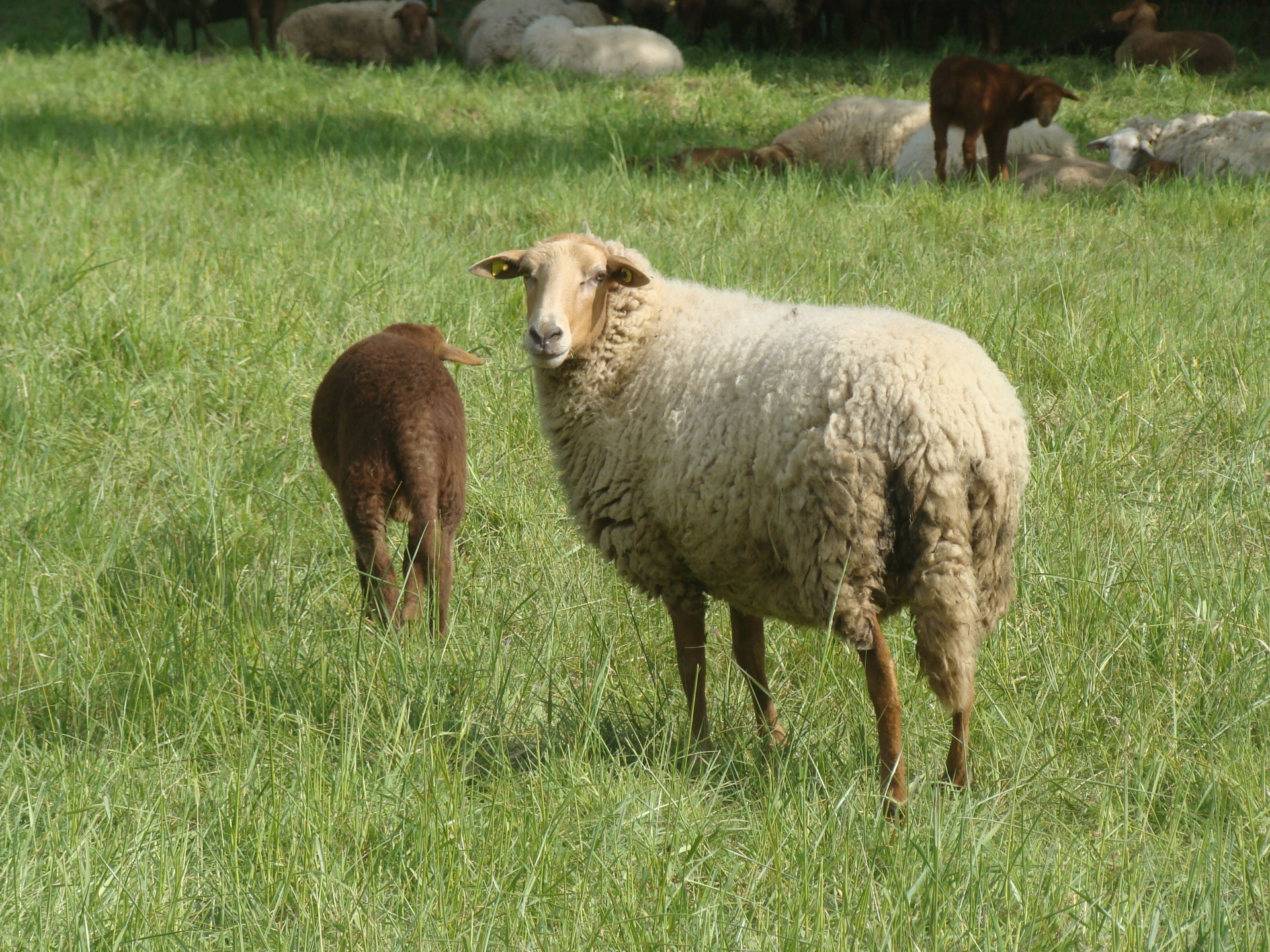 Schafe auf der Weide