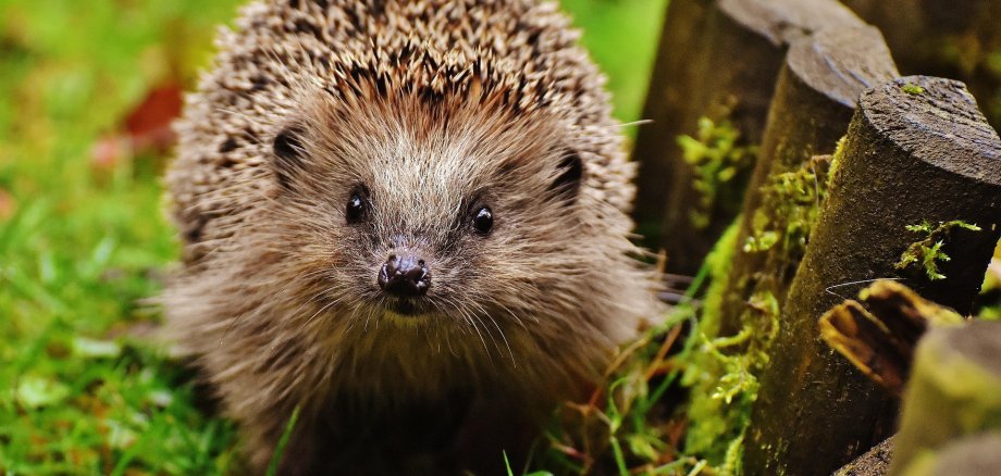 Hedgehog in the lush grass