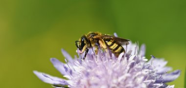 Insect op bloem
