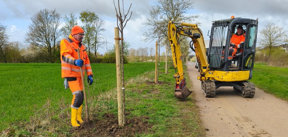 Pflaumenbaum wird gepflanzt