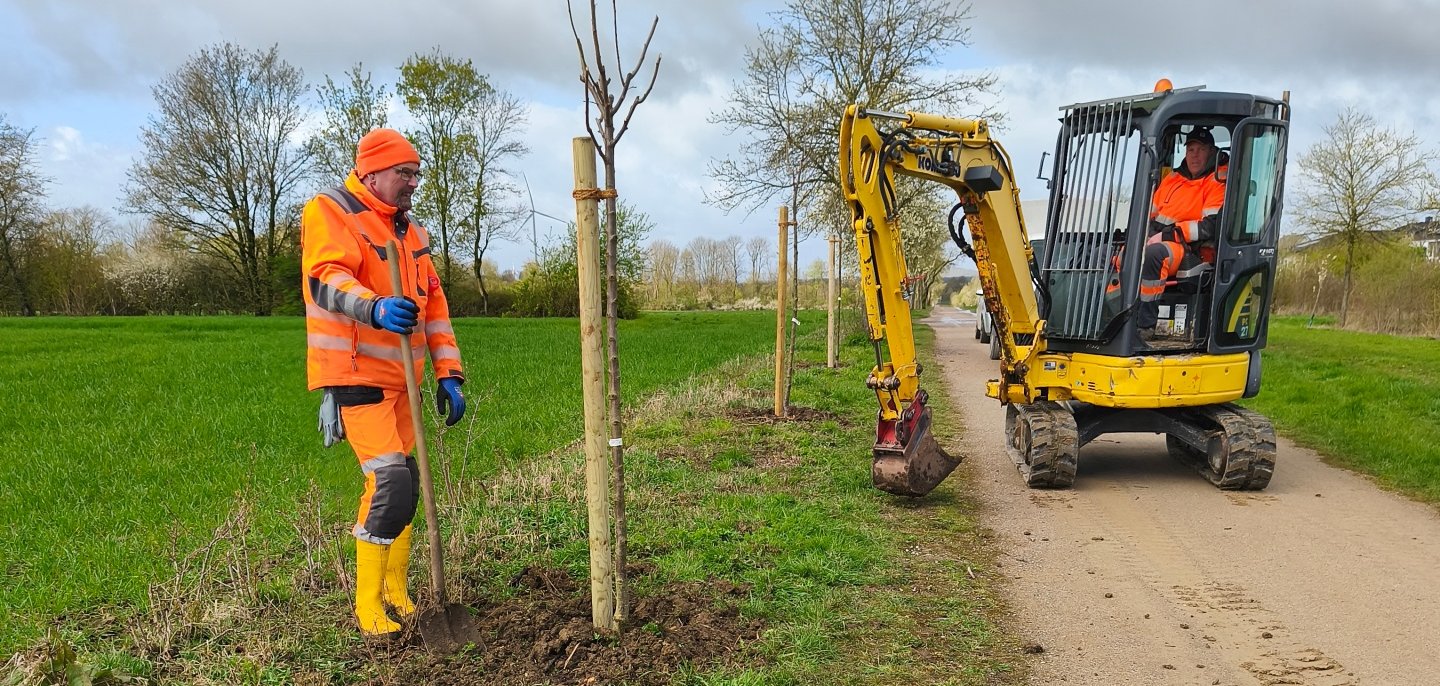 Pflaumenbaum wird gepflanzt