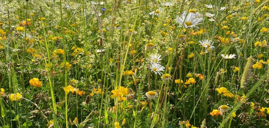Wildblumenmischung