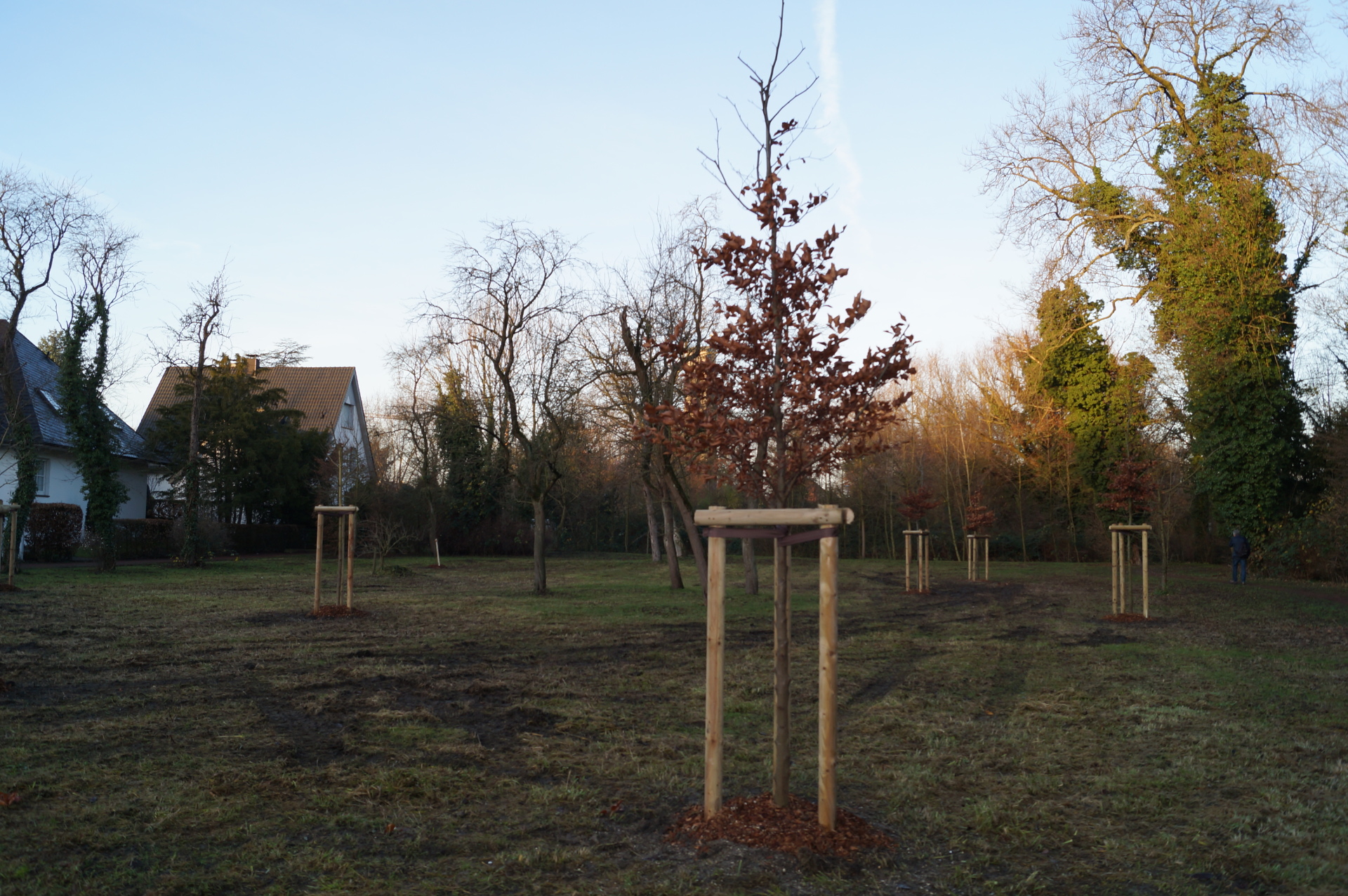 Archief foto bomen planten