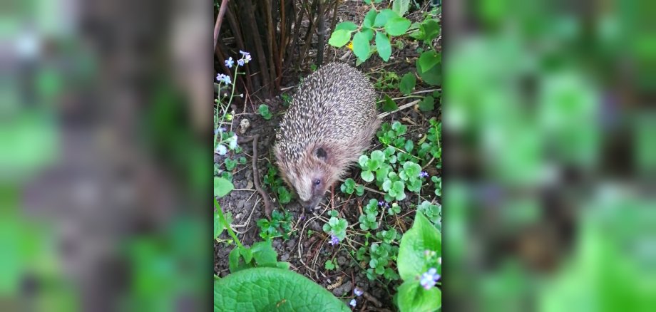 Egels in de tuin