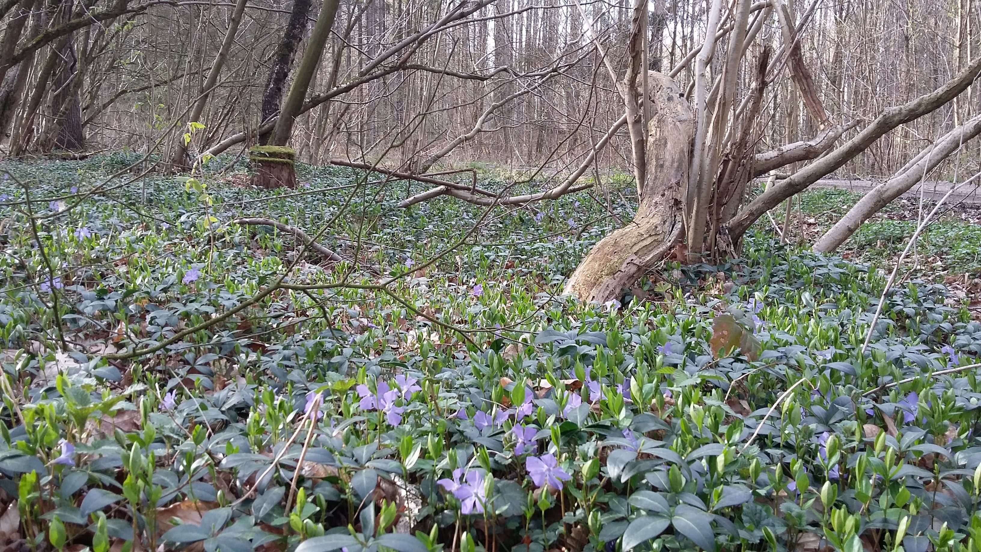 Wald mit Bodendecker