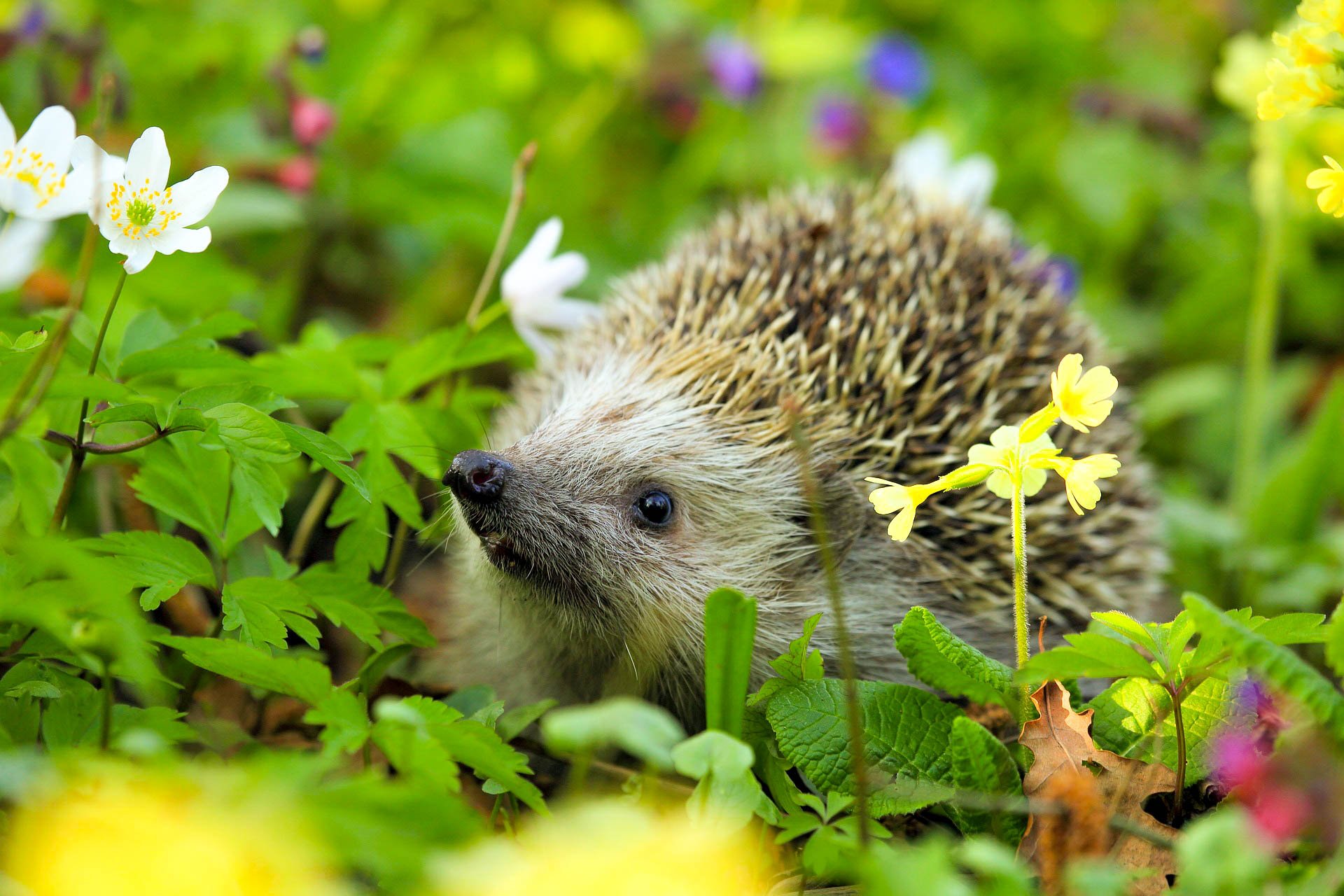 Igel im Garten