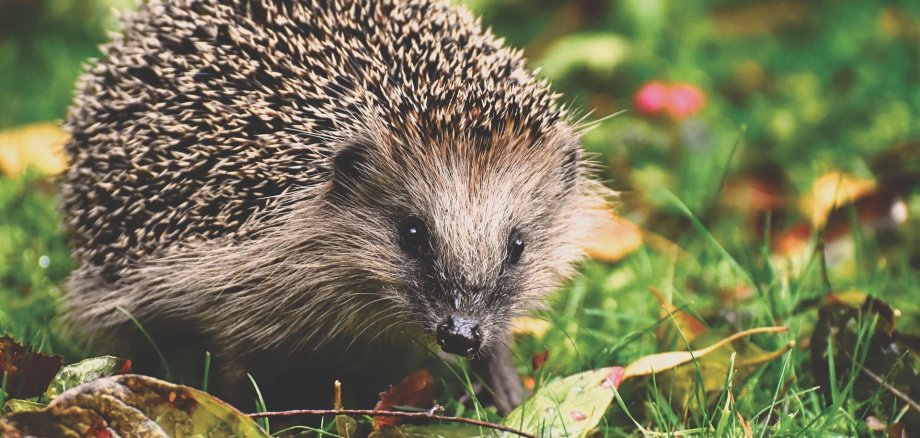 Igel im Garten