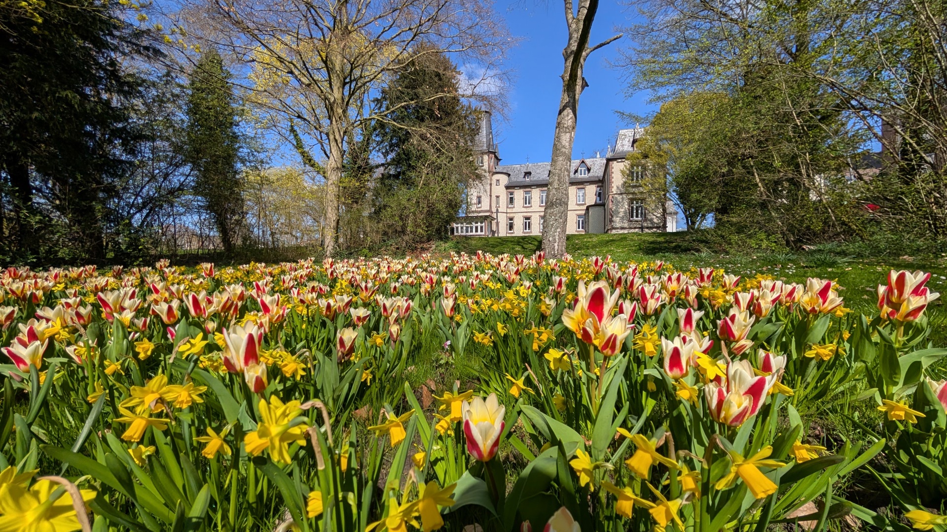 Blühfeld hinter dem Ständehaus