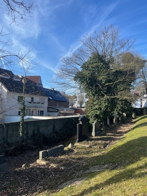 Bäume auf dem jüdischen Friedhof