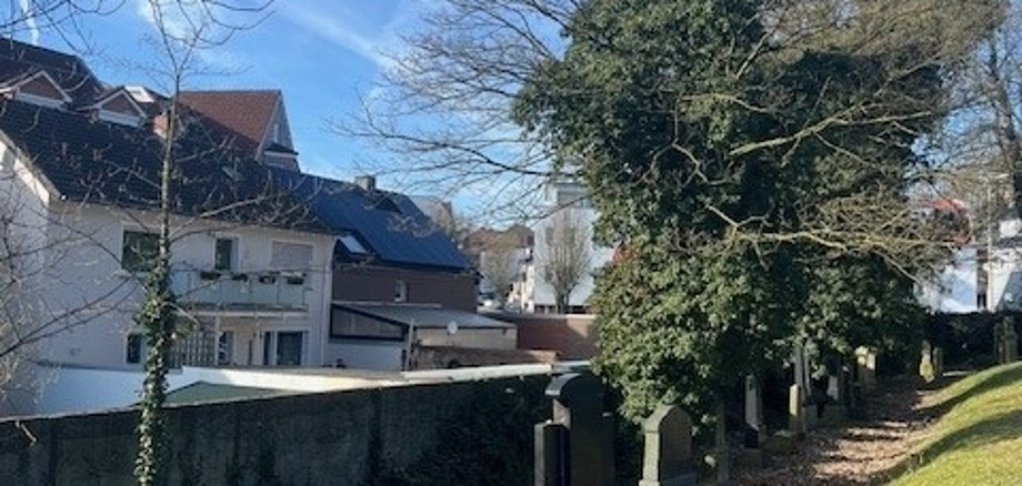 Bäume auf dem jüdischen Friedhof