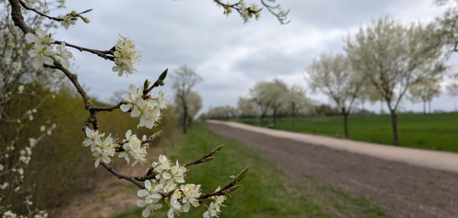 Pflaumenallee im Frühjahr