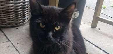 Zugelaufene Katze