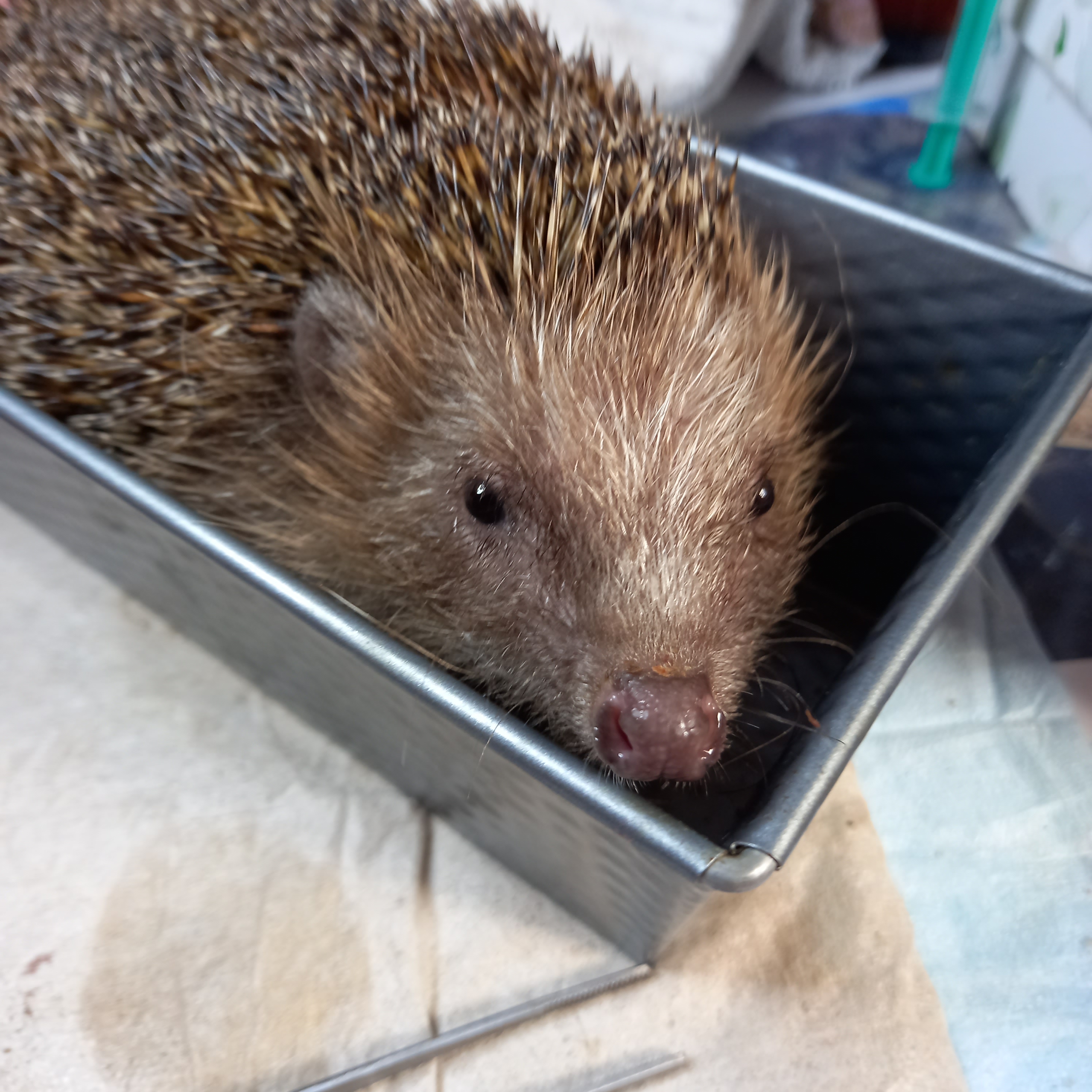 Igel in einer Backform