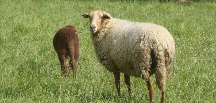 Schafe auf der Weide