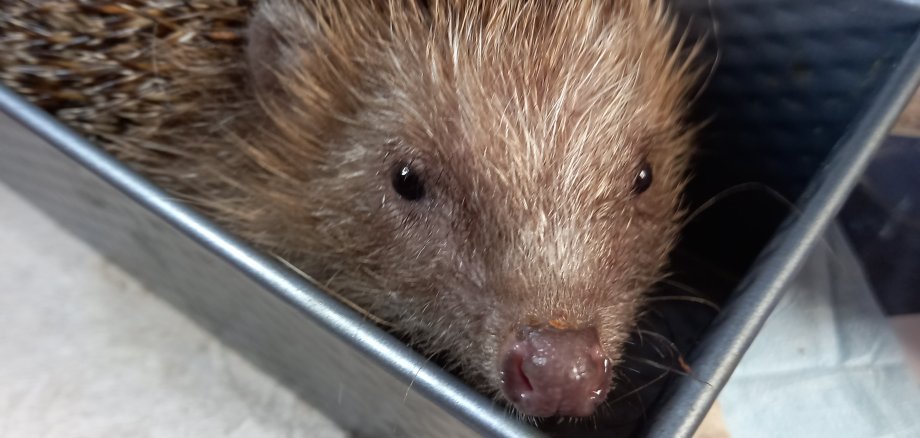 Igel in einer Backform